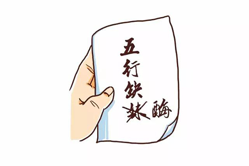 五行缺酶.jpg